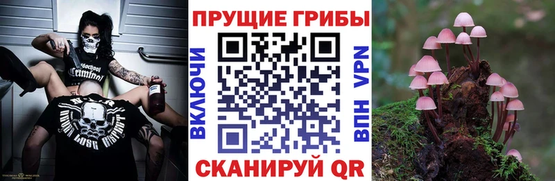 Галлюциногенные грибы GOLDEN TEACHER  Купить где  Новоалександровск 